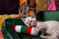 Kot bengalski Tore Aeni Bengal*Pl 