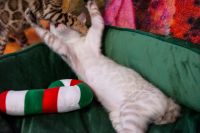 Kot bengalski Tore Aeni Bengal*Pl 