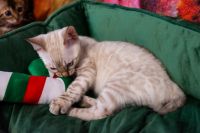 Kot bengalski Tore Aeni Bengal*Pl 