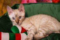 Kot bengalski Tore Aeni Bengal*Pl 