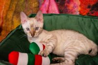 Kot bengalski Tore Aeni Bengal*Pl 