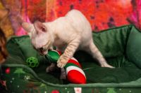 Kot bengalski Tore Aeni Bengal*Pl 