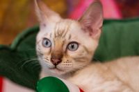 Kot bengalski Tore Aeni Bengal*Pl 