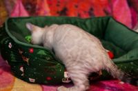 Kot bengalski Tore Aeni Bengal*Pl 