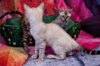 Kot bengalski Tore Aeni Bengal*Pl 