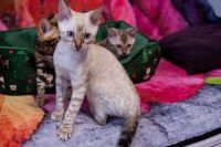 Kot bengalski Tore Aeni Bengal*Pl 