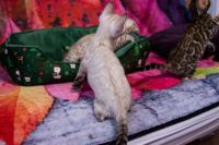 Kot bengalski Tore Aeni Bengal*Pl 