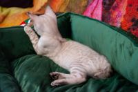 Kot bengalski Tore Aeni Bengal*Pl 