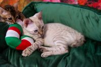 Kot bengalski Tore Aeni Bengal*Pl 