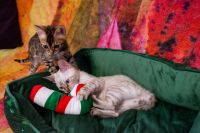 Kot bengalski Tore Aeni Bengal*Pl 