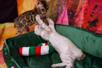 Kot bengalski Tore Aeni Bengal*Pl 