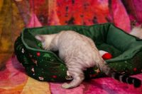 Kot bengalski Tore Aeni Bengal*Pl 