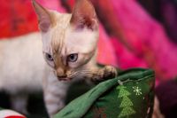 Kot bengalski Tore Aeni Bengal*Pl 