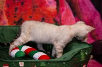 Kot bengalski Tore Aeni Bengal*Pl 