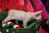 Kot bengalski Tore Aeni Bengal*Pl 