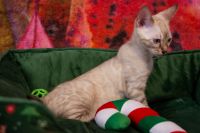 Kot bengalski Tore Aeni Bengal*Pl 