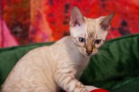 Kot bengalski Tore Aeni Bengal*Pl 