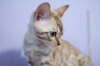 Kotka bengalska Alaska Aeni Bengal*Pl 