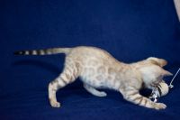 Kotka bengalska Alaska Aeni Bengal*Pl 