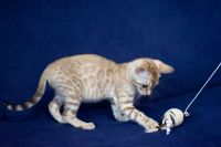 Kotka bengalska Alaska Aeni Bengal*Pl 