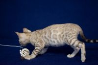 Kotka bengalska Alaska Aeni Bengal*Pl 