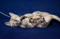 Kotka bengalska Alaska Aeni Bengal*Pl 