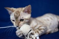 Kotka bengalska Alaska Aeni Bengal*Pl 