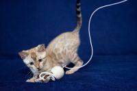 Kotka bengalska Alaska Aeni Bengal*Pl 