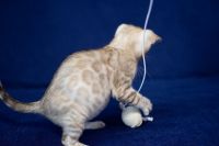 Kotka bengalska Alaska Aeni Bengal*Pl 