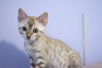 Kotka bengalska Alaska Aeni Bengal*Pl 