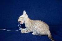 Kotka bengalska Alaska Aeni Bengal*Pl 