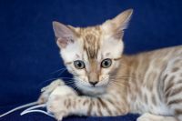 Kotka bengalska Alaska Aeni Bengal*Pl 