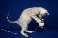 Kotka bengalska Alaska Aeni Bengal*Pl 