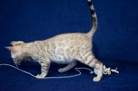 Kotka bengalska Alaska Aeni Bengal*Pl 