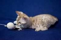 Kotka bengalska Alaska Aeni Bengal*Pl 