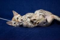 Kotka bengalska Alaska Aeni Bengal*Pl 