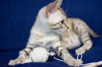 Kotka bengalska Alaska Aeni Bengal*Pl 