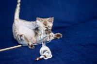 Kotka bengalska Alaska Aeni Bengal*Pl 