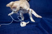 Kotka bengalska Alaska Aeni Bengal*Pl 