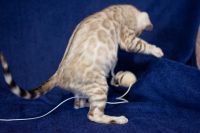 Kotka bengalska Alaska Aeni Bengal*Pl 