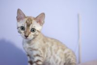 Kotka bengalska Alaska Aeni Bengal*Pl 