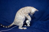 Kotka bengalska Alaska Aeni Bengal*Pl 