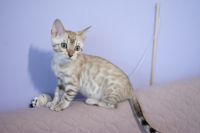 Kotka bengalska Alaska Aeni Bengal*Pl 