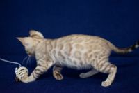 Kotka bengalska Alaska Aeni Bengal*Pl 