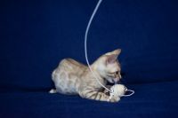 Kotka bengalska Alaska Aeni Bengal*Pl 