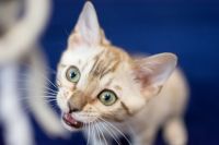 Kotka bengalska Alaska Aeni Bengal*Pl 