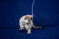 Kotka bengalska Alaska Aeni Bengal*Pl 