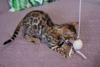 Kotka bengalska Aurora Aeni Bengal*Pl 