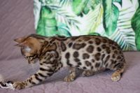 Kotka bengalska Aurora Aeni Bengal*Pl 