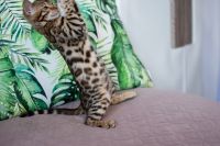 Kotka bengalska Aurora Aeni Bengal*Pl 